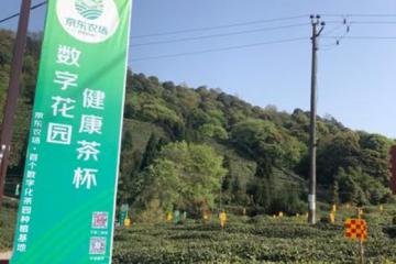 京東農(nóng)場數(shù)字化茶園來四川了！科技、物流、平臺“組合拳”助力川茶振興