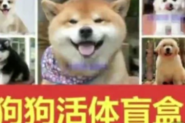 “寵物盲盒”快遞被查封：小貓小狗沒吃沒喝，活活憋死！