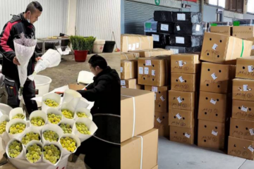 順豐打造全新模式，把云南鮮花寄往東南亞