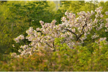 劈開紅海：三元前驅(qū)體新秀IPO，利潤3年翻四倍