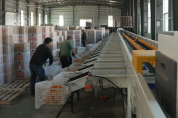 菜鳥(niǎo)：物流科技領(lǐng)頭羊的三重身份