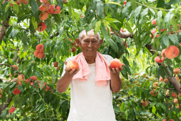 平谷大桃：一個新電商村的逆襲之路