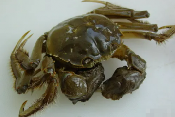 價(jià)格戰(zhàn)之后，為什么快遞公司爭(zhēng)著運(yùn)大閘蟹？