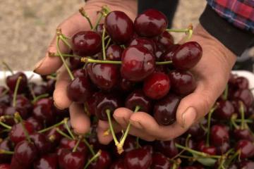 　搶“鮮”下江南！京東航空開通“山東櫻桃專線”