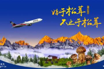 松茸大戰(zhàn)！“最強(qiáng)玩家”來(lái)了