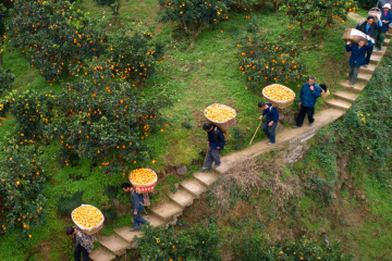 順豐入局直播帶貨，售賣生鮮產(chǎn)品