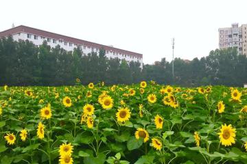 直播、醫(yī)藥、支付…快遞公司為擴生態(tài)密集推出新業(yè)務