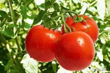 中國(guó)-東盟（欽州）水果交易中心正式啟動(dòng)