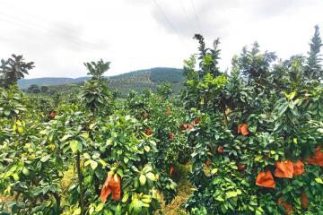 百果園正式啟動C端出海計劃，首站落戶印尼