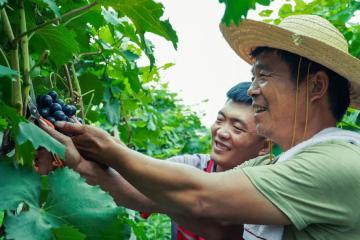 今年旺季，順豐這么打