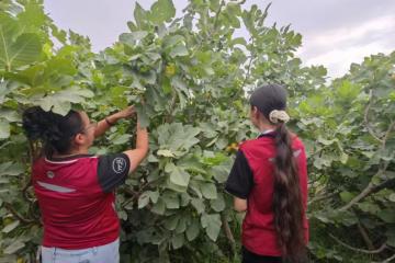 “航空+冷鏈”新突破，圓通助新疆無花果百余城48h達