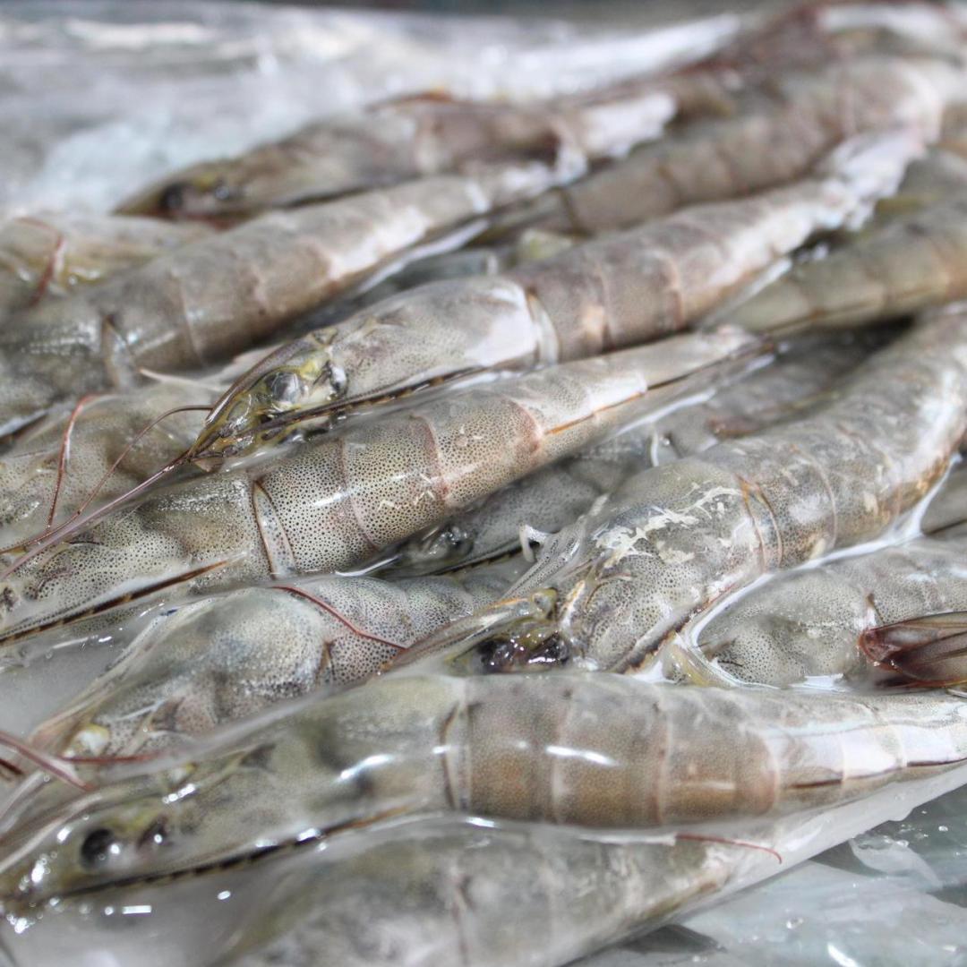 厄爾多瓦白蝦進(jìn)口清關(guān)報(bào)關(guān)