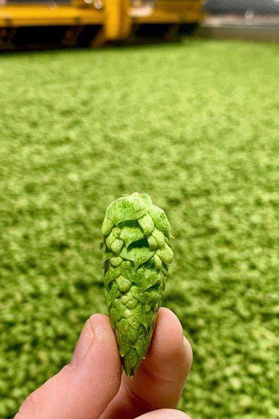 天津港進口俄羅斯啤酒花顆粒麥芽精釀幸運英豪精靈堡報關(guān)