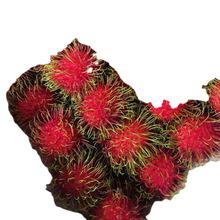 天津港進口泰國荔枝釋迦紅毛丹水果店熱帶水果現(xiàn)摘報關(guān)清關(guān)