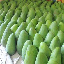 進(jìn)口泰國(guó)芒果象牙貴妃橡皮糖水果糖熱帶水果青島港報(bào)關(guān)