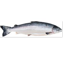 青島進(jìn)口挪威鮮凍三文魚(yú)片中段日料刺身煎烤海鮮水產(chǎn)清關(guān)