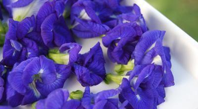 天津港核桃進(jìn)口泰國蝶豆花藍(lán)蝴蝶藍(lán)蝶花報關(guān)清關(guān)五十多歲的70后