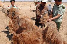 海綿寶寶天津進(jìn)口蒙古國(guó)羊駝絨駱駝皮毛填充物大宗普貨報(bào)關(guān)清關(guān)