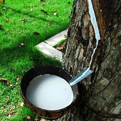 青島進(jìn)口乳膠越南三棵樹原料泰華碎乳膠顆粒膠泰國(guó)報(bào)關(guān)清關(guān)