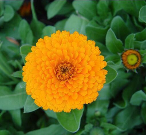 上海港長生菊降三高常春花金盞花西班牙進口清關(guān)過程