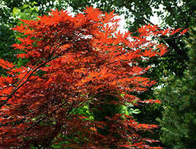 1544499922122980.jpg 紅葉.jpg